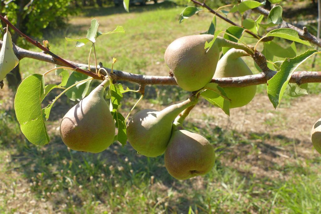 Traditional Stonehouse Ποτιστικά Εξωτερικό φωτογραφία